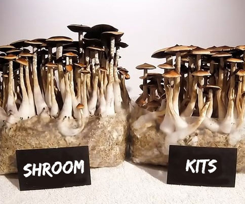 Magic Mushroom Grow Kits UK